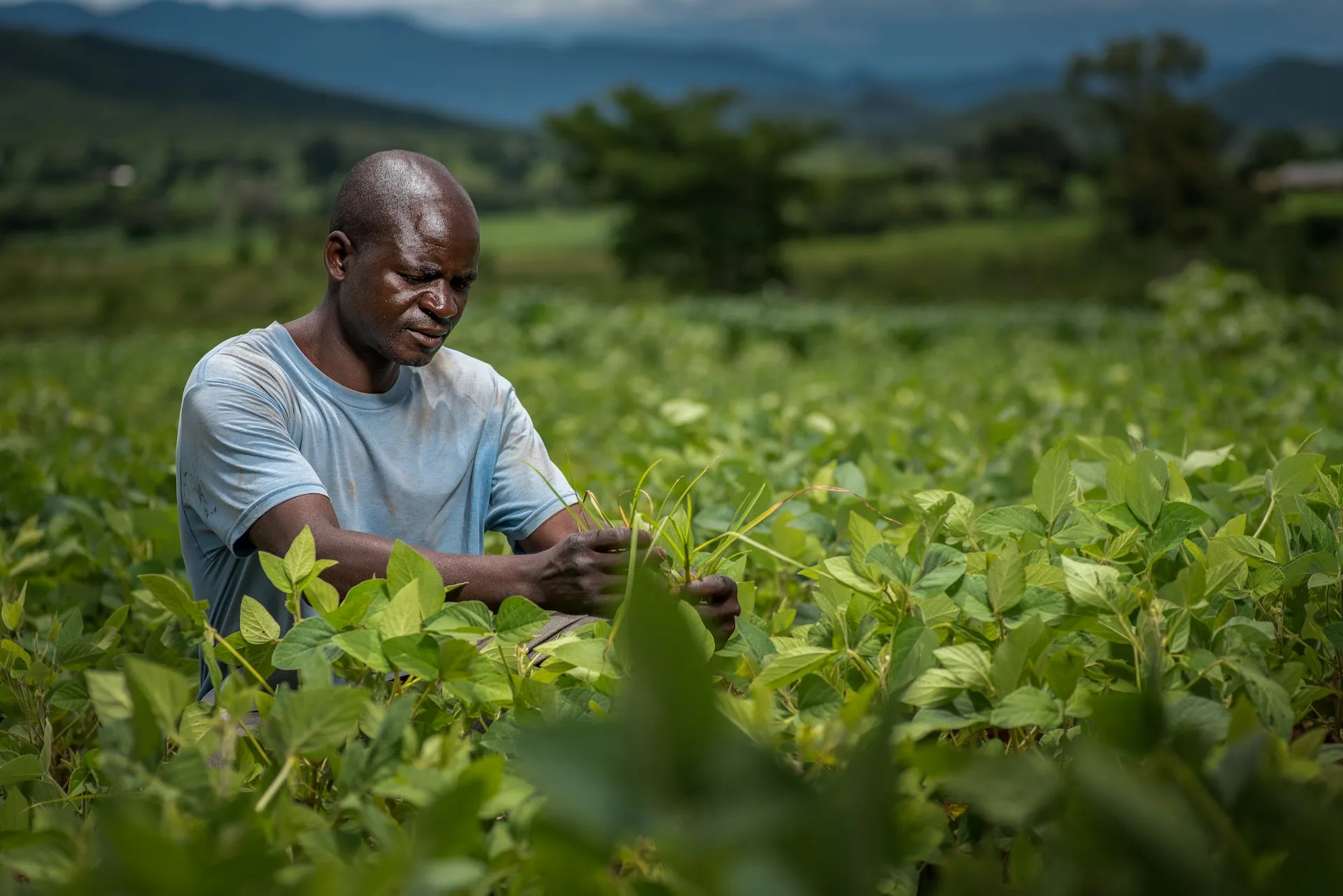 A smallholder farmer tending crops in a green field
