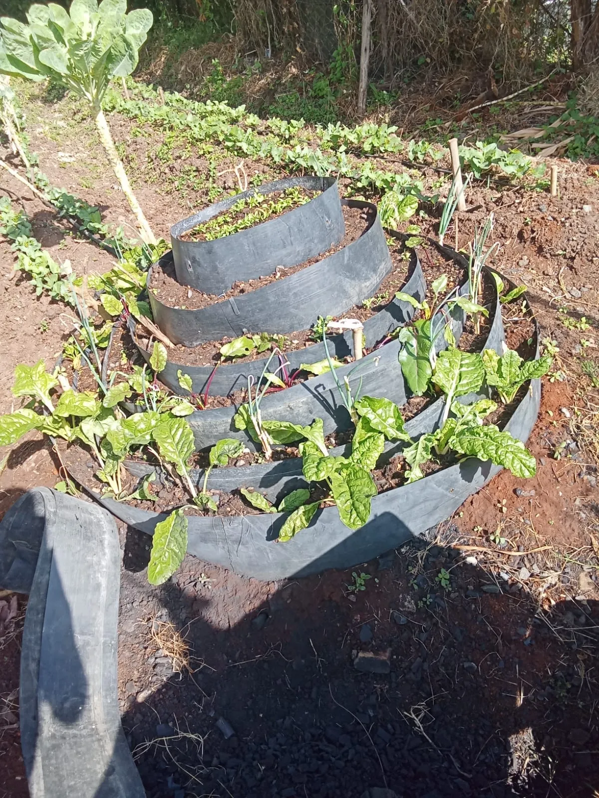 The same tiered tower garden shortly after planting, young seedlings in each ring.