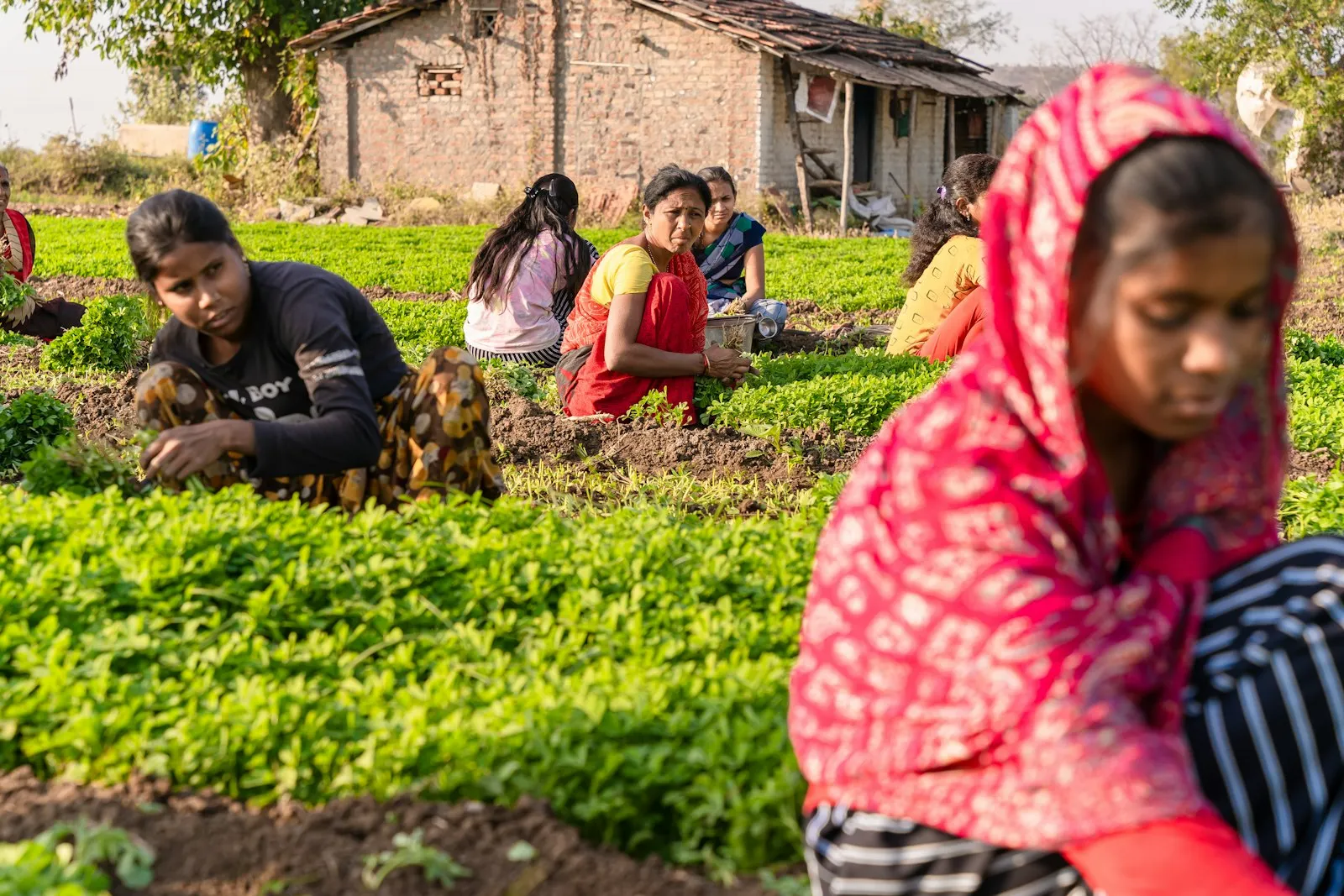 A group of women tending leafy greens together in a community vegetable plot