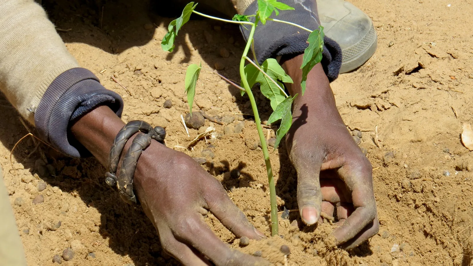 Community members working together to tend young plants in a green field.